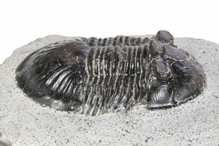 Bargain, Paralejurus Trilobite Fossil - Ofaten, Morocco #341191